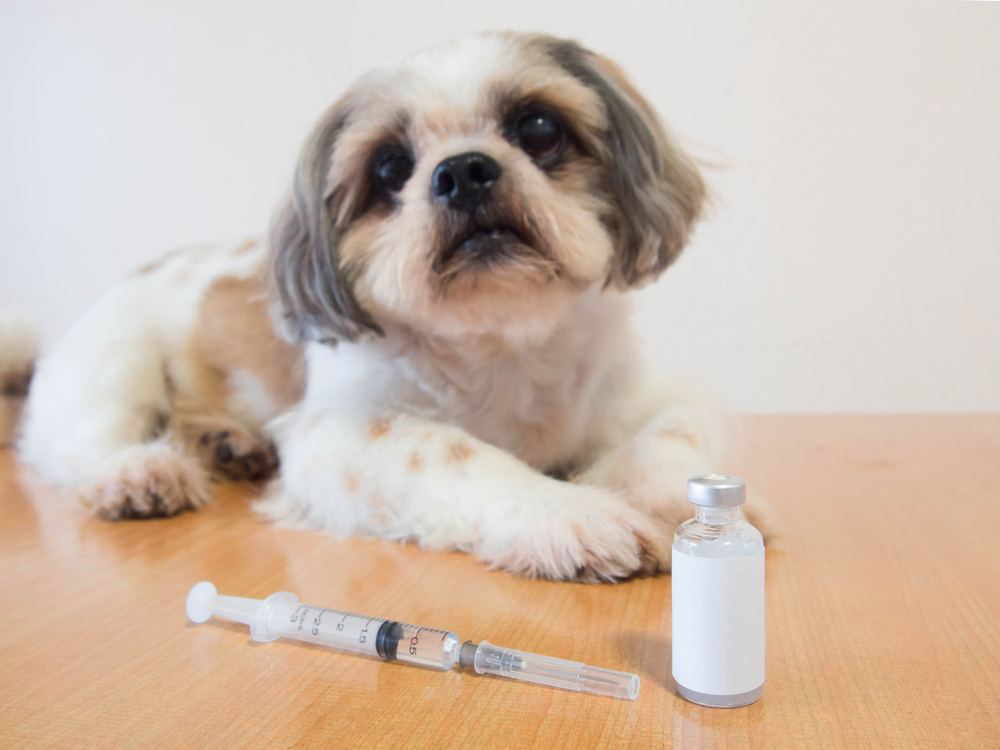 can a dog recover from ketoacidosis