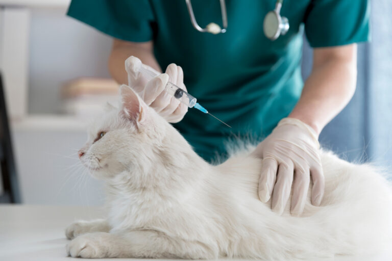 What Cat Owners Need to Know About Feline Respiratory Infections