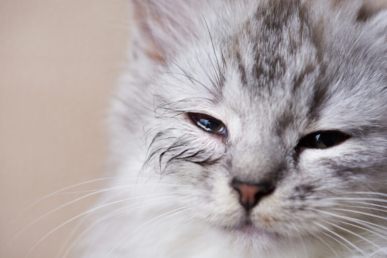 Here’s Looking At You: Common Eye Diseases in Pets