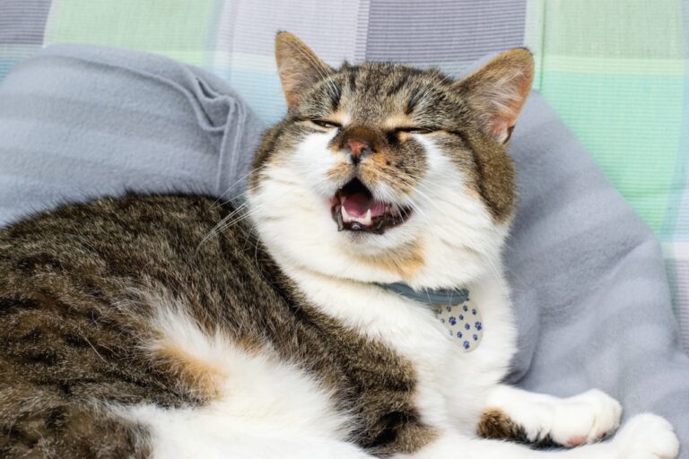 Nothing to Sneeze At: Feline Viral Diseases