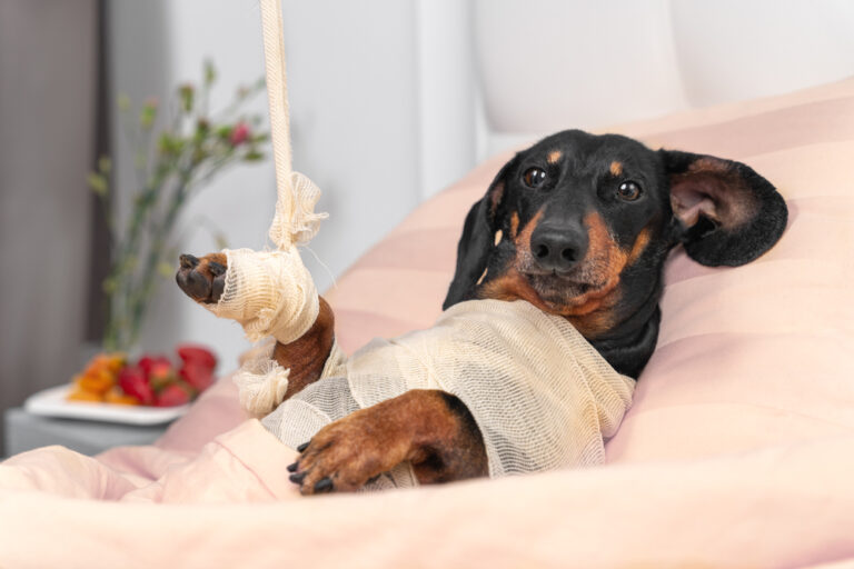 Does My Pet Need Urgent or Emergency Care?