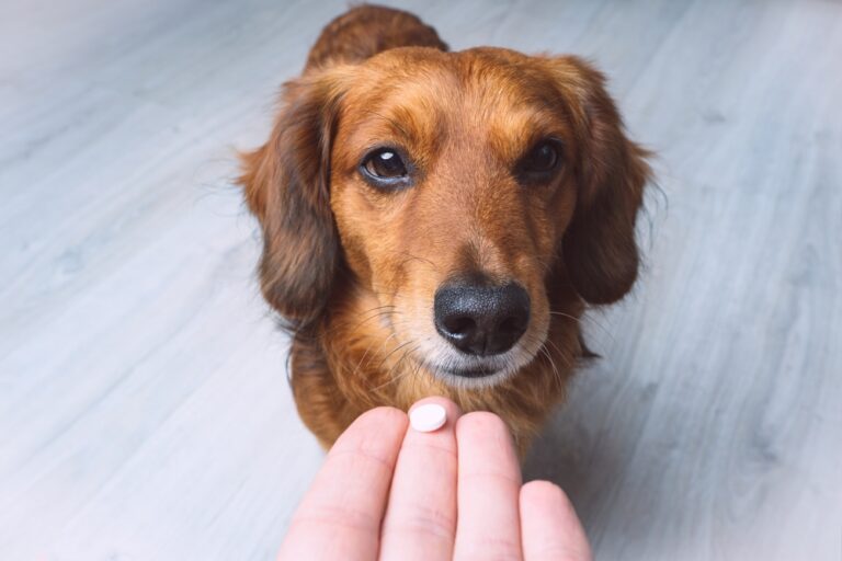 Hacks for Hassle-Free Pet Medications