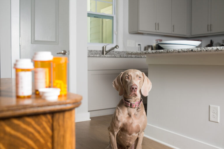 10 Human Medications That Are Toxic to Pets